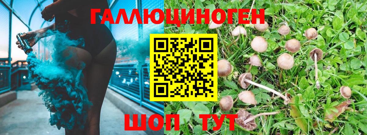 Галлюциногенные грибы Psilocybine cubensis Юрга
